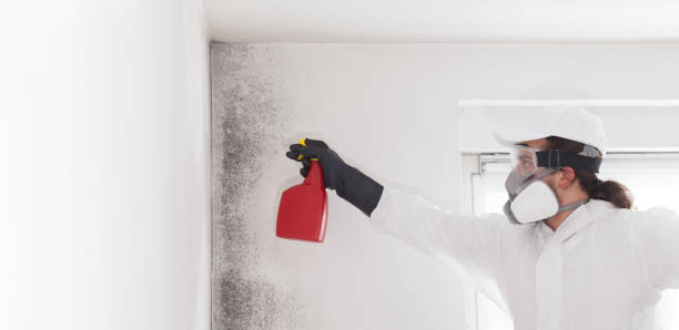 Best Office Mold Removal Services  in Jamestown, KY