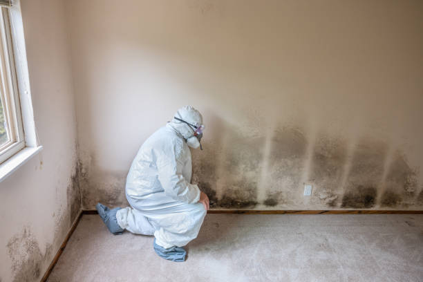 Best Emergency Mold Removal  in Jamestown, KY