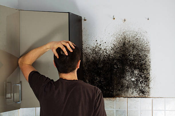Best Mold Removal Company Near Me  in Jamestown, KY
